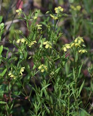 Lysimachia lanceolata