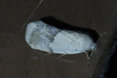 Ponometia acutus