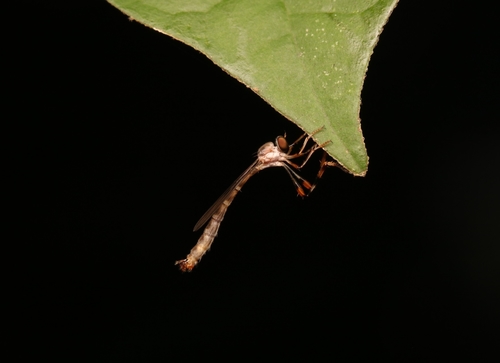 Ringed Pixie photo 4
