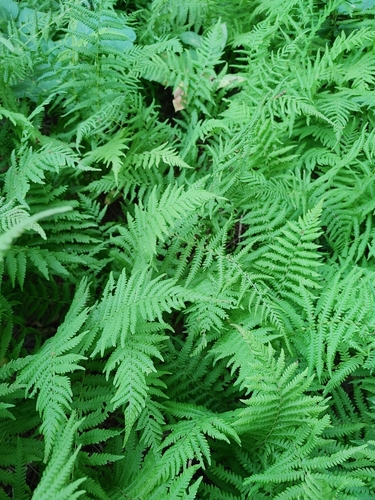 Amauropelta noveboracensis image