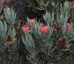 Protea burchellii × laurifolia