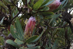 Protea burchellii × laurifolia
