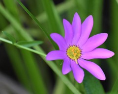 Sabatia dodecandra