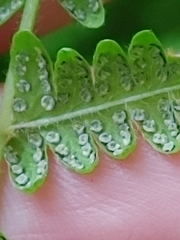 Amauropelta noveboracensis image