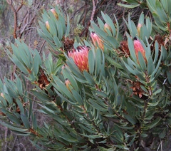 Protea burchellii × laurifolia