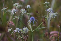Eryngium integrifolium