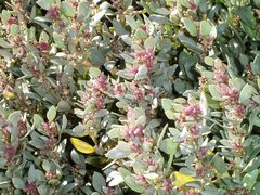 Atriplex cinerea