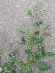 Chenopodium album
