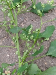 Chenopodium album