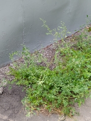 Chenopodium album