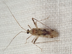 Phytocoris longipennis