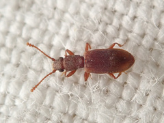 Silvanus bidentatus