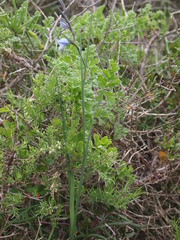 Gladiolus caeruleus