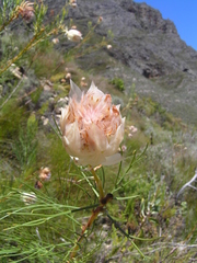 Serruria florida