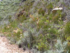Serruria florida