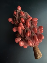 Magnolia macrophylla ashei