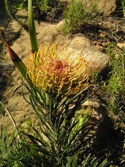 Leucospermum lineare