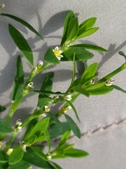 Polygonum