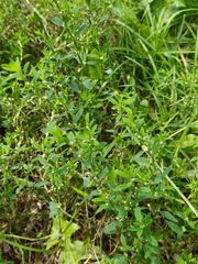 Polygonum