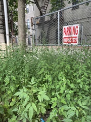 Chenopodium album