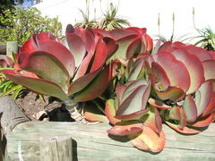 Kalanchoe luciae
