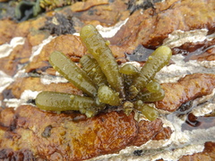 Splachnidium rugosum