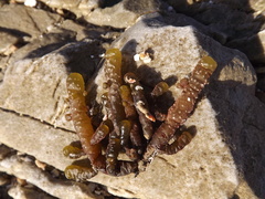 Splachnidium rugosum