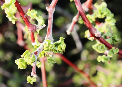 Fockea capensis