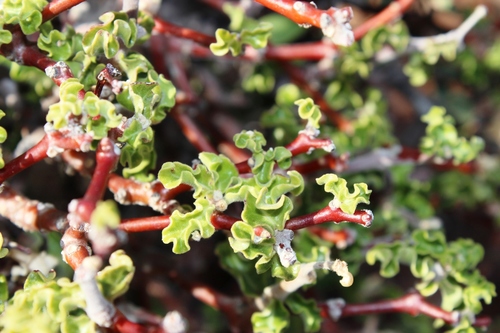 Fockea capensis