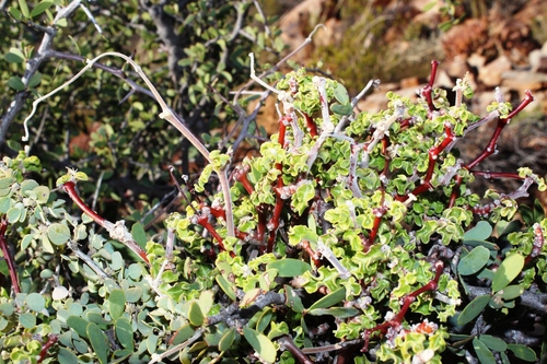 Fockea capensis