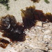 Pachymenia orbitosa - Photo no hay derechos reservados, subido por Andrew Deacon