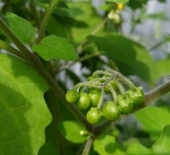 Solanum nigrum