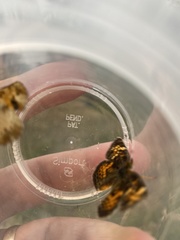 Phyciodes tharos orantain