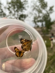 Phyciodes tharos orantain
