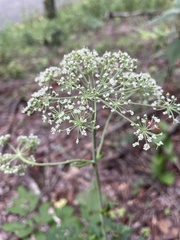 Angelica venenosa