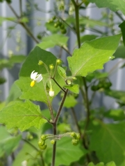 Solanum nigrum
