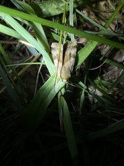 Heliothis adaucta