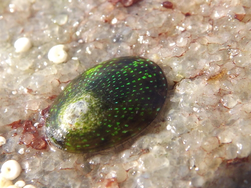 Helcion pruinosus