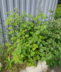 Solanum nigrum