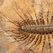 Australian House Centipede - Photo (c) Reiner Richter, some rights reserved (CC BY-NC-SA), uploaded by Reiner Richter