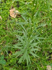 Erigeron canadensis