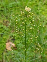 Erigeron canadensis