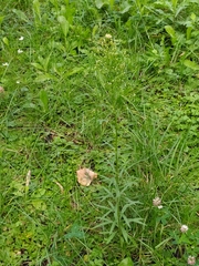Erigeron canadensis