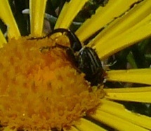 Heterochelus