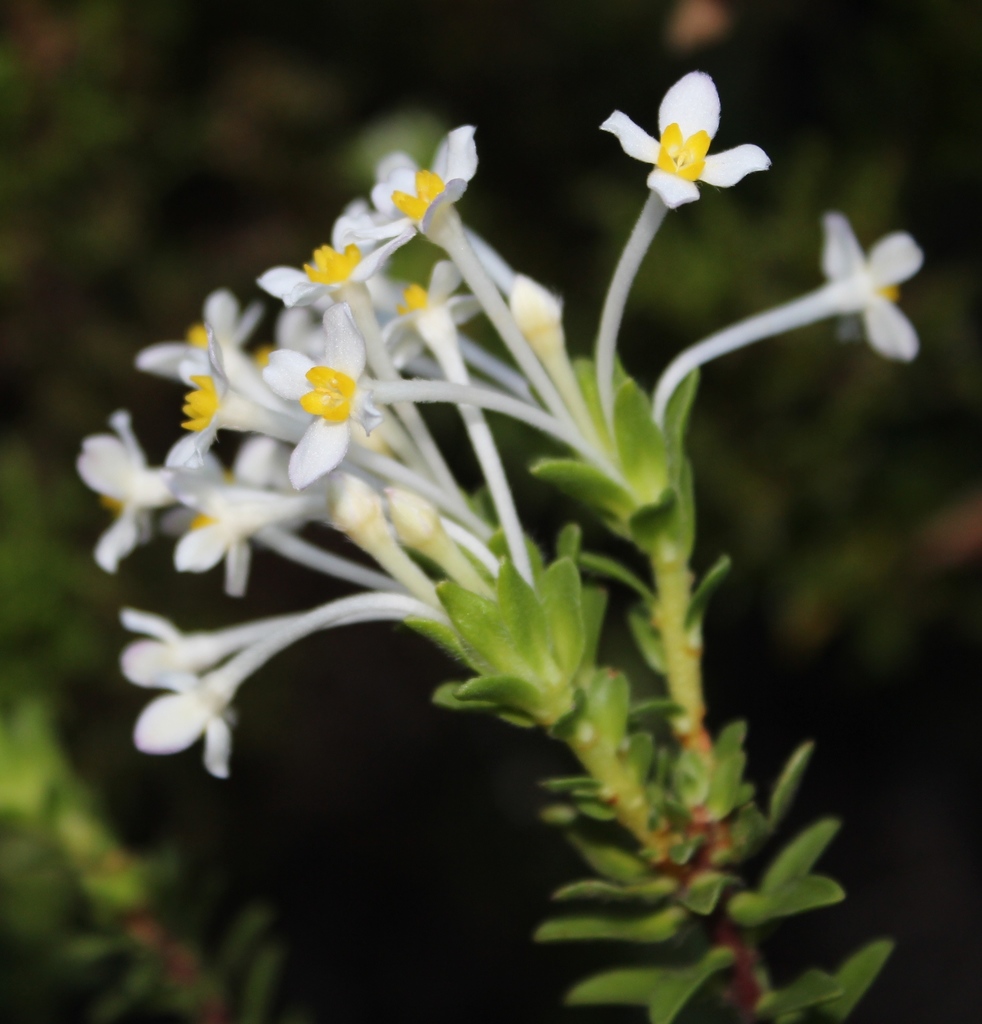 Hairyflower Capesaffron