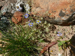 Felicia merxmuelleri