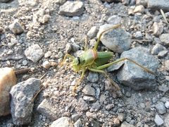 Ephippiger terrestris