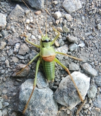 Ephippiger terrestris