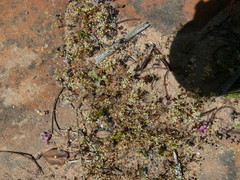 Adenogramma mollugo
