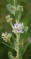 Psoralea wilmsii